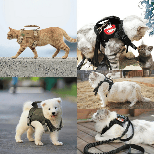 Military-Style Tactical Cat Harness & Leash