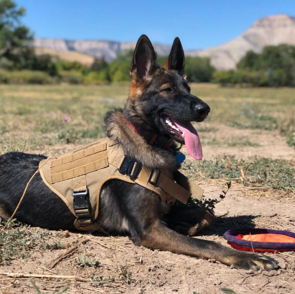 Heavy-Duty Military-Style Dog Harness