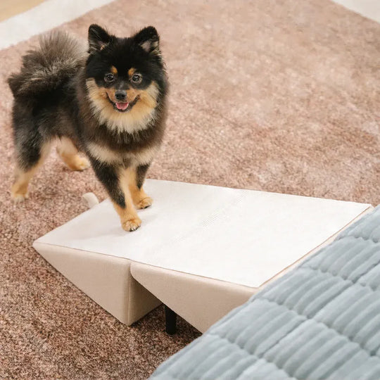 2-in-1 Dog Ramp and Step Stool