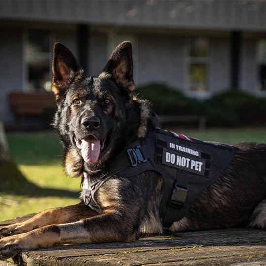 Heavy-Duty Military-Style Dog Harness