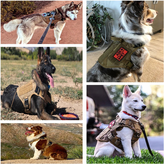 Heavy-Duty Military-Style Dog Harness