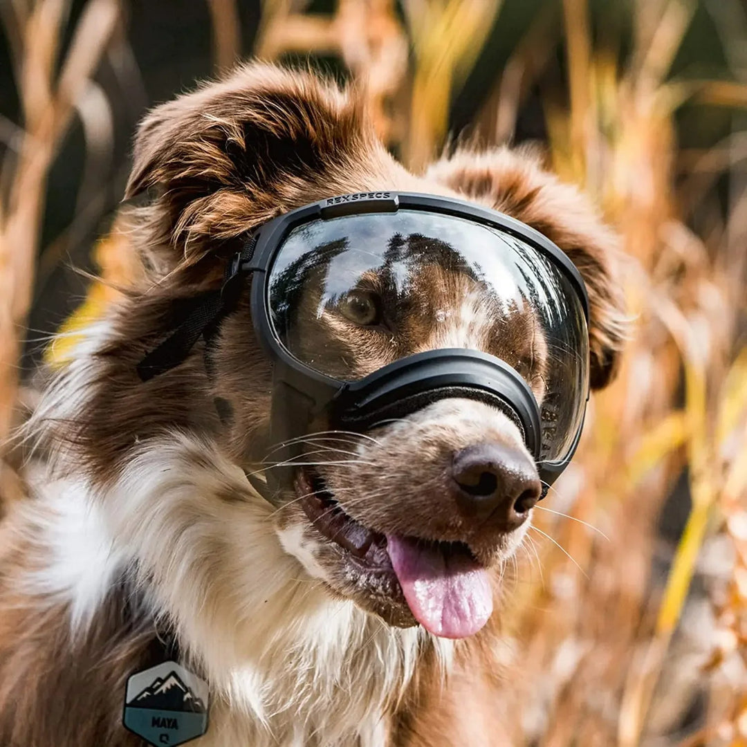 UV-Protective & Windproof Dog Sunglasses