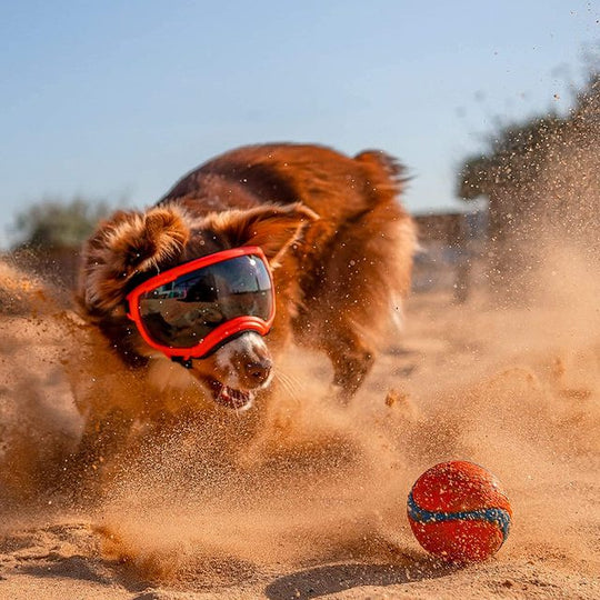 UV-Protective & Windproof Dog Sunglasses