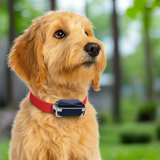 GPS Cat Collar Tracker
