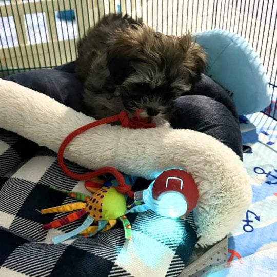 Interactive Rolling Dog Toy