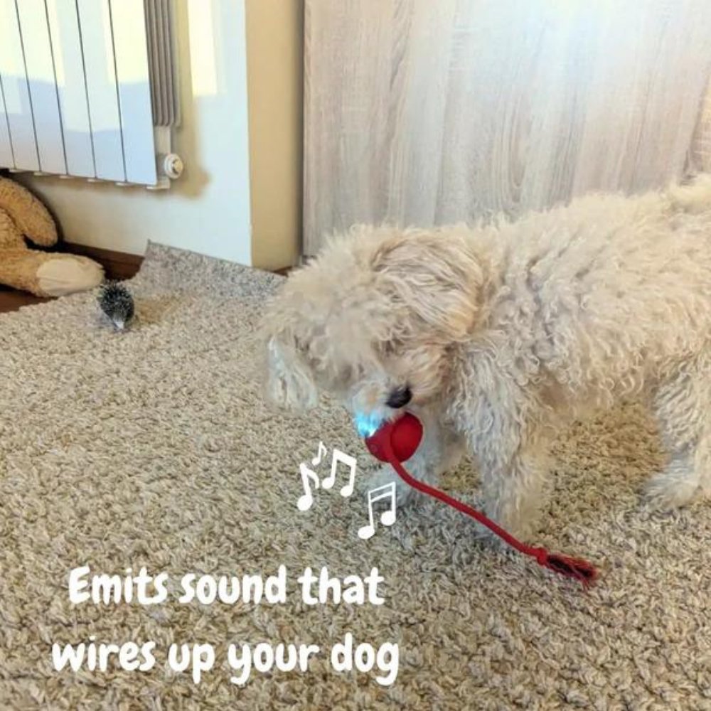 Interactive Rolling Dog Toy