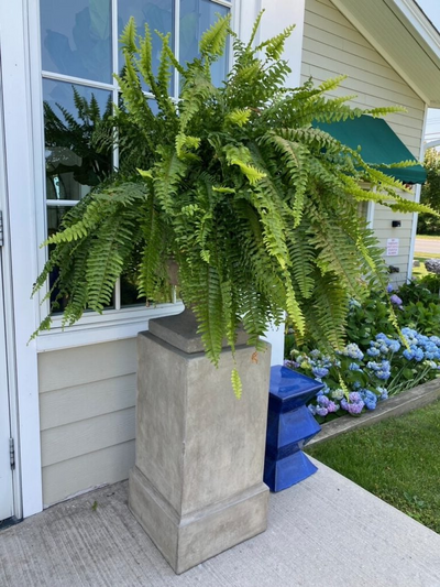 UV Resistant Lifelike Artificial Boston Fern