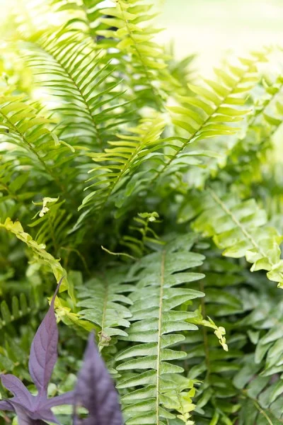 UV Resistant Lifelike Artificial Boston Fern